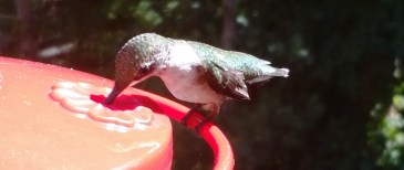 hummer feeding clearer crop