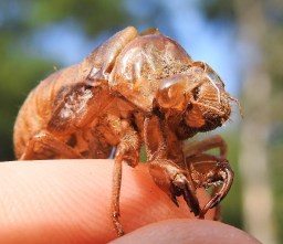 a shell of a bug 2 (2)