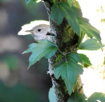 wren on rose